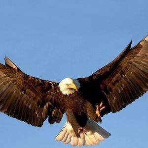 Meet your Posher, Suzy